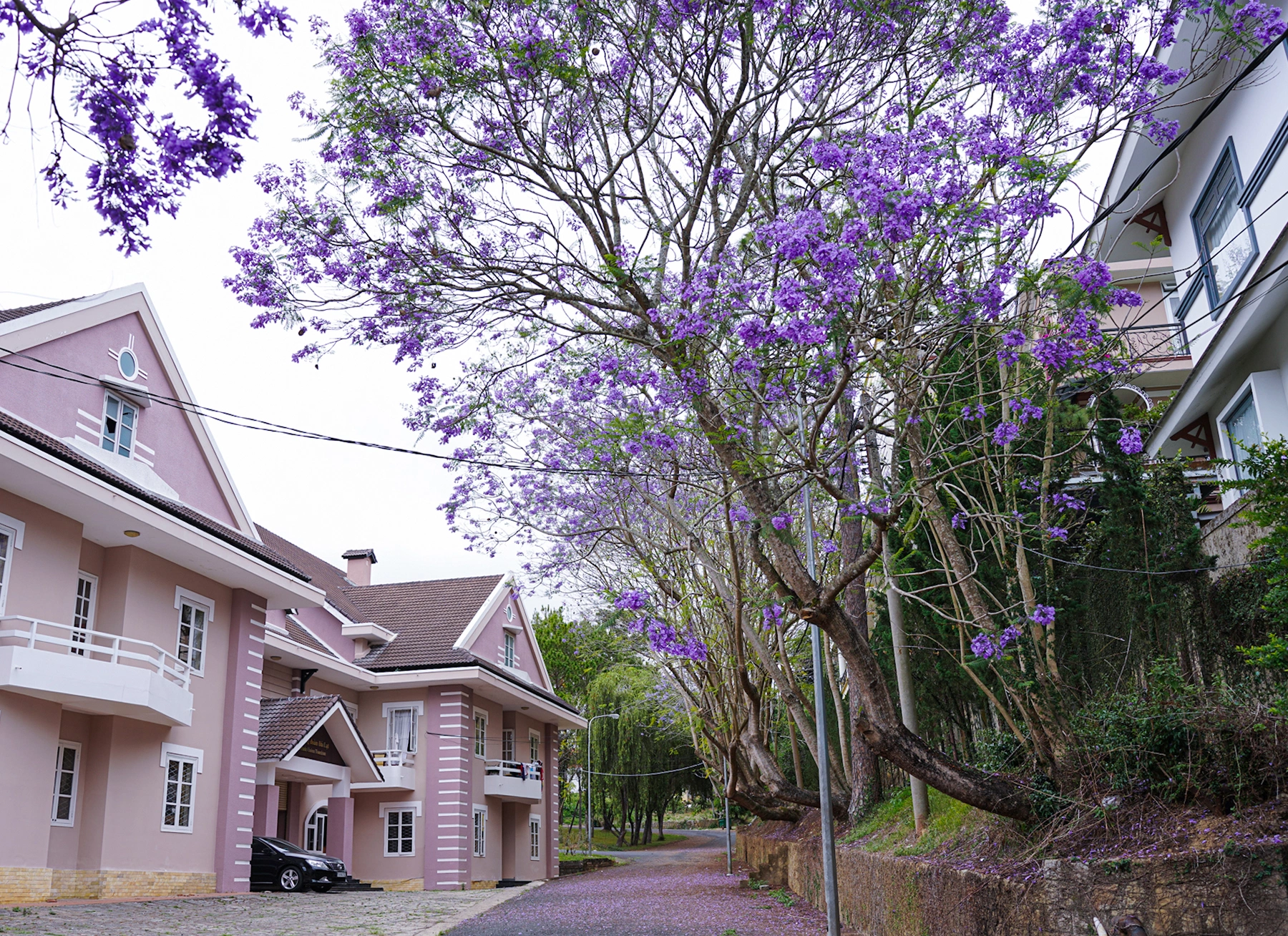 Purple Royal Poinciana flowers bloom all over Da Lat